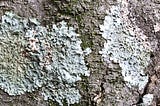 Will This Green Mold (Lichens) Growing on My Tree Kill It