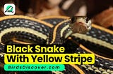 Black Snake With Yellow Stripe.