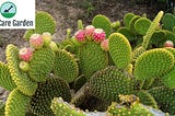 O Cacto Orelha-de-Coelho — Opuntia microdasys