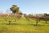 When and how to sprinkle fruit trees