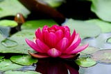 Amazing 50+ Lotus Flower Quotes For Instagram!