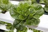 How to Grow Hydroponic Lettuce