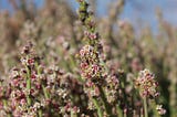 Spring Planting Guide for Attracting Honey Bees