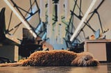 A dog is sleeping at an empty office