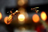 The rise of insect cyborgs