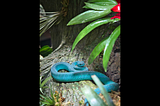 Snake Dreams