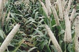 Unlocking the Potential of Biomass Sorghum and Grain Sorghum: AERC’s Innovative Solutions