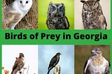 Top 6 Birds of Prey in Georgia