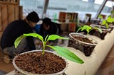 Growing indoors for Brexit survival