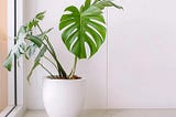 My Greening Days with Monstera (With Scientific Data)