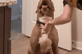 Scheduled For Euthanasia, Sweet Pittie is Saved in the Nick of Time