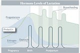 Lactation is Not Only For Cisgender Biological Mothers