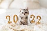 4 Good New Year’s Resolutions for Cat Parents