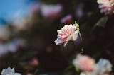 The Alchemy Of The Rose