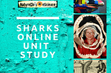 The Sharks Online Unit Study Backstory