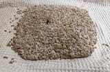 Making Pearled Barley Koji