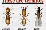 termite description