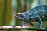 Kilimanjaro Wildlife You Didn’t Expect to See | Kilimanjaro Sunrise A Trekking Company
