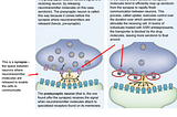 Is serotonin the happy brain chemical, and do depressed people just have too little of it?