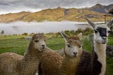 Exploring Luxurious Natural Fibers: Alpaca vs. Llama