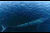 Rare images of blue whale feeding behavior