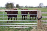 We Need to Talk about Animal Ag