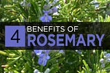 Rosemary Extract: Benefits, Side Effects & Dosage | BulkSupplements.com