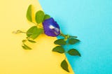 The Complete Guide to Butterfly Blue Pea Flower and How it Can Help You Sleep Better