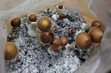Psilocybin mushrooms growing in a bag