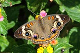 Here’s Where You Can Spot San Francisco’s Beautiful Native Butterflies