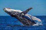 環境的守護者-鯨魚的碳旅程