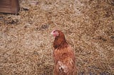 The deep litter method is great for controlling odors in the chicken coop.