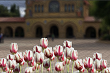 The flower that blooms in adversity | The Stanford Daily