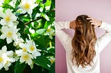 Jasmine Oil Benefits For Hair, And How to Use