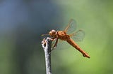 Humans Are Killing Helpful Insects − These Steps Can Reduce The Harm