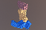 Rhodopsin and Iodopsin