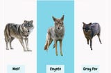 Graphic comparing a wolf, coyote, and gray fox. The wolf is on the left, in the centre is a coyote, and a gray fox is on the right. 