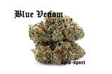 Blue Venom Marijuana Strain