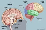 Principles of Hierarchical Temporal Memory [HTMs]