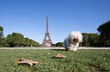 Best Destinations To Travel With Your Dog in France