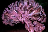 Your Brain on Psychedelic Drugs