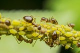 Managing Plant and Tree Aphid Infestation