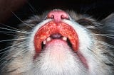 Picture of cat’s mouth with rodent ulcer