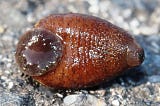 Land leech (Haemadipsa zeylanica) parasitizing Indosylvirana indica (Indian golden-backed frog) in…