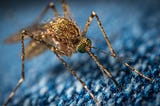 How do mosquitoes counteract insect-repellent?