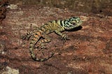 A Temporal variation in diet and helminth abundance in the spiny-tailed lizard, Strobilurus…