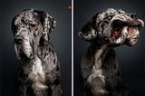 El maravilloso trabajo fotográfico detrás de los “perros con caras graciosas”