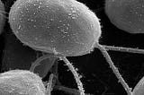 The “engineering” marvel of biology: Bacteria’s flagellar motor and “the essence of life”