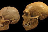 Neanderthal Extinction: Did they really die?