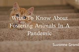 What to Know About Fostering Animals During the Pandemic